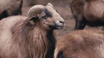 ovejas animales en granero video