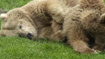 tierische Wildbären in der Natur video