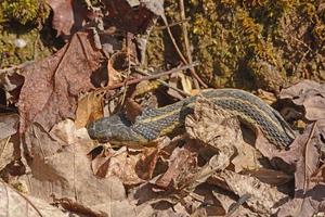 Garter Snake Hiding in the Leaves photo