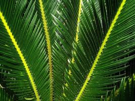 Natural background of green leaves. photo