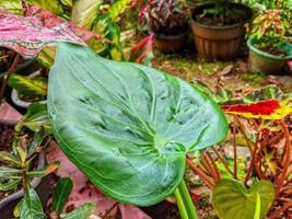Exotic tang taro leaf's photo.  Ornamental plants in front of the house photo