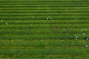 cosecha agrícola vista superior de frambuesa desde drone foto