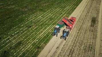 Farmers harvesting red  beets  aerial view photo