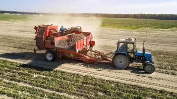 Farmers harvesting red  beets  aerial view photo