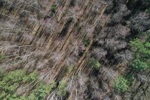 spring forest top view aerial photography from a drone photo