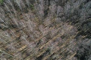 spring forest top view aerial photography from a drone photo