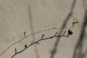tree branch with leaves on a concrete wall background. selective focus photo