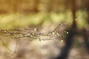 tree branch with buds with bright light background in the spring forest. selective focus. copy space. photo