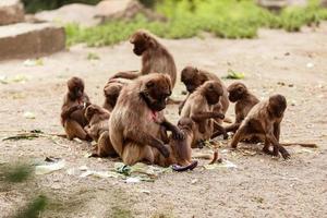 un grupo de monos macacos en el suelo del parque en su vida diaria foto