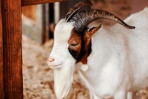 Goat. Portrait of a goat on a farm in the village. Beautiful goat posing. photo