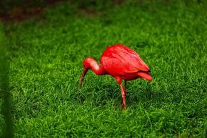 red ibis on green natural grass background. The scarlet ibis Eudocimus ruber looking for food in green grass. Red water tropical bird on the ground in the grass on a green background. photo