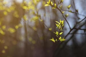 tree branch with buds with bright light background in the spring forest. selective focus. copy space. photo