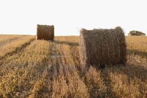 bales of wheat hay straw stacked in a heap in stubble field on a summer evening. Straw bales on farmland with blue cloudy sky photo