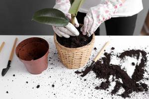 Woman replanting Ficus flower in a new wicker pot, the houseplant transplant at home. Young beautiful woman caring for potted indoor plants. Scandinavian style. Minimalism. Florist. Eco friendly. photo