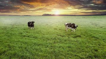 two cows grazing in a meadow top view from drone aerial photography photo