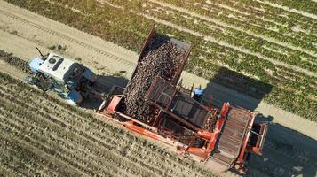 agricultores cosechando remolacha roja vista aérea foto