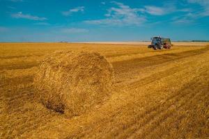 Harvester machine to harvest wheat field working. Combine harvester agriculture machine harvesting golden ripe wheat field. Agriculture. photo