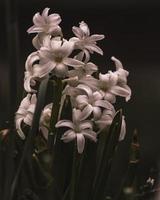 Black And White Photo Of Flowers