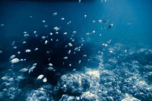 Many small fish swimming on reef photo