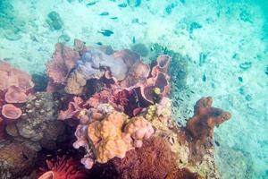 Life Underwater colorful coral reef fish crowd photo