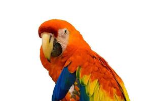 Macaw parrot orange looking photo