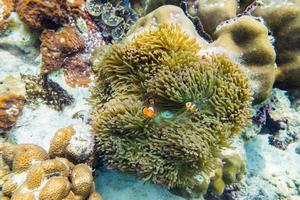 Clownfish hiding in coral photo