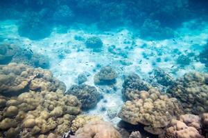 Underwater reef stone and sea life photo