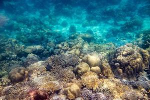 Beautiful coral reef and school fish in sunlight photo