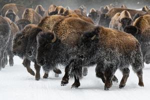 manada de bisontes americanos, parque nacional de yellowstone. escena de invierno foto