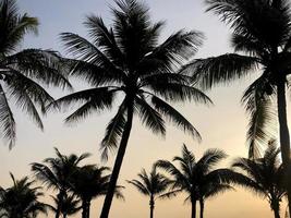 silueta de palmeras de coco en el fondo del atardecer foto