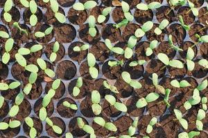 Young muskmelon seedlings photo