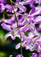 púrpura, blanco, hermoso, orquídea, y, mañana, luz, en, granja, tailandia foto