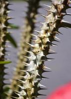 las afiladas espinas del cactus y la luz suave foto