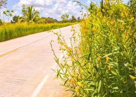 the road of beauty of yellow flowers in south Thailand photo