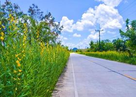 the road of beauty of yellow flowers in south Thailand photo