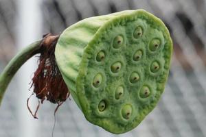 Lotus seed pod close-up on photo