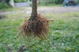 Root System. The roots of a tree that have been uprooted from the soil photo
