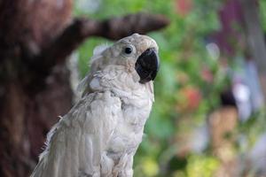 selective focus on white cockatoos with blurred background photo