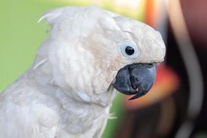 selective focus on white cockatoos with blurred background photo