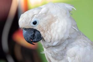 selective focus on white cockatoos with blurred background photo