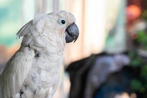 selective focus on white cockatoos with blurred background photo