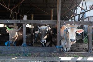 Cows on the farm are fed grass and will be sacrificed on the Muslim holiday of Eid al-Adha to take their meat and cow's milk. photo