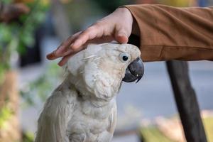 selective focus on white cockatoos with blurred background photo