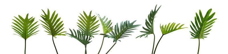 Philodendron xanadu, Tropical leaves set isolated on white background, Green leaves, rainforest plant. photo