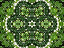 fondo abstracto en color verde. caleidoscopio de hojas verdes. foto