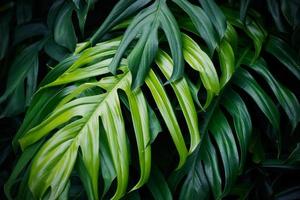 Tropical green leaves on dark background, nature summer forest plant concept photo