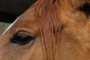 close-up of the eye of a brown horse