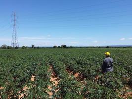 los agricultores modernos están inspeccionando los campos agrícolas a la luz del sol durante el día. foto