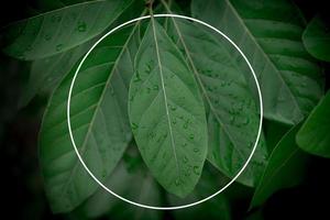 Creative layout made of natural green leaves with white circle frame . Flat lay. Nature concept photo