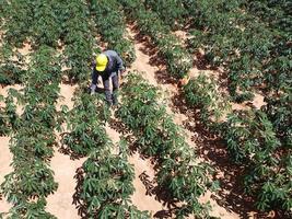 Modern farmers are inspecting agricultural fields in bright sunlight during the day. photo
